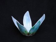 lotus-blue-B-20