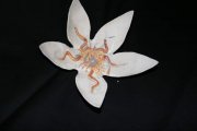 lotus-ohm-02