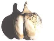 organic-artist-pepper-ceramic-home