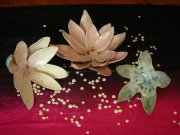 lotus-collection-06