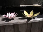lotus-collection-11
