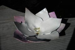 lotus-Sarah-B-16