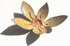 lotus-buddha-09