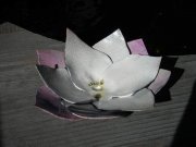 lotus-Sarah-B-16