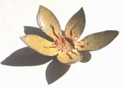 lotus-buddha-09