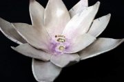 lotus-mie-19