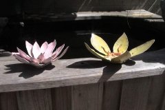 lotus-collection-11