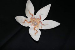 lotus-ohm-02